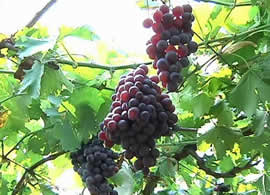 葡萄品�|高、糖度高、籽粒��M、葡萄色�甚r�G、�a量高的原因是他�L期使用天�_2116有�C肥料